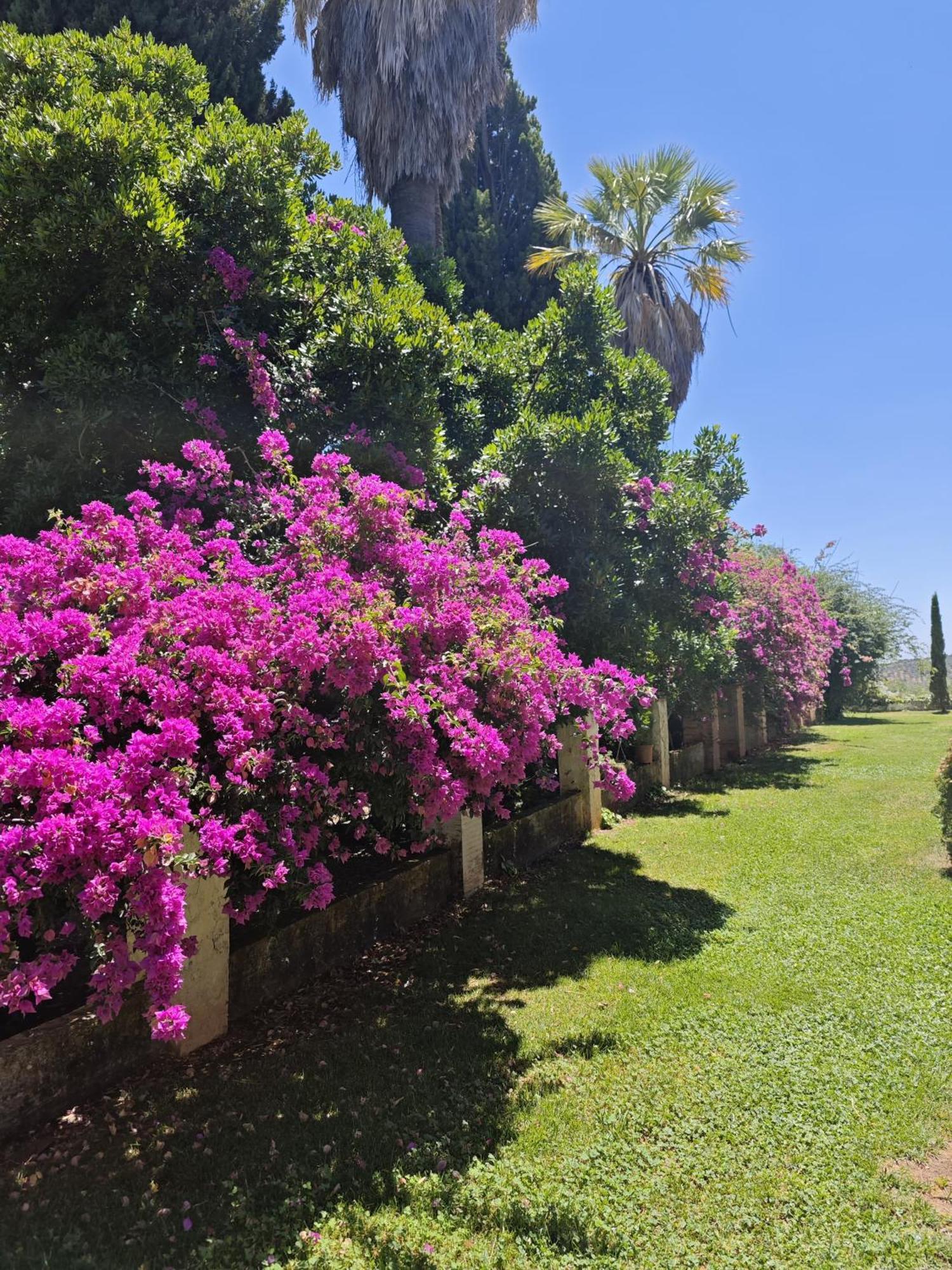 Finca La Favorita- Suites (Adults Only) Constantina Eksteriør billede